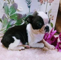 Baby girl #2, a female Boston Terrier for sale in Darien Center, NY – Photo 3 of 8