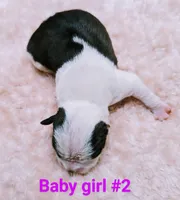 Baby girl #2, a female Boston Terrier for sale in Darien Center, NY – Photo 6 of 8