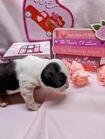 Baby girl #2, a female Boston Terrier for sale in Darien Center, NY – Photo 4 of 8