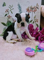 Baby girl #2, a female Boston Terrier for sale in Darien Center, NY – Photo 2 of 8