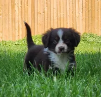 Freckles, a female Australian Shepherd for sale in Darien Center, NY – Photo 3 of 3