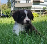 Freckles, a female Australian Shepherd for sale in Darien Center, NY – Photo 2 of 3
