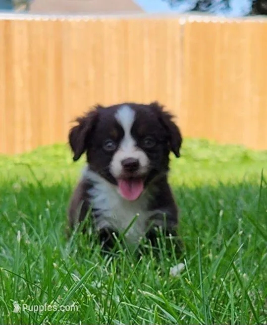 Freckles, a female Australian Shepherd for sale in Darien Center, NY – Photo 1 of 3