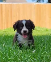 Freckles, a female Australian Shepherd for sale in Darien Center, NY – Photo 1 of 3