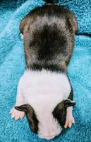 Baby girl #1, a female Boston Terrier for sale in Darien Center, NY – Photo 10 of 10