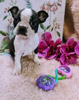 Baby girl #1, a female Boston Terrier for sale in Darien Center, NY – Photo 3 of 10