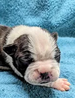 Baby girl #1, a female Boston Terrier for sale in Darien Center, NY – Photo 9 of 10