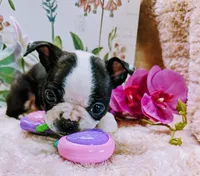 Baby girl #1, a female Boston Terrier for sale in Darien Center, NY – Photo 4 of 10