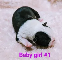 Baby girl #1, a female Boston Terrier for sale in Darien Center, NY – Photo 6 of 10