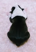 Baby girl #1, a female Boston Terrier for sale in Darien Center, NY – Photo 7 of 10