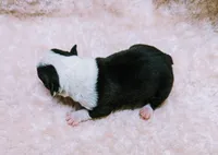 Baby girl #1, a female Boston Terrier for sale in Darien Center, NY – Photo 8 of 10