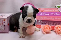Baby girl #1, a female Boston Terrier for sale in Darien Center, NY – Photo 5 of 10