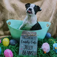 Baby girl #1, a female Boston Terrier for sale in Darien Center, NY – Photo 2 of 10