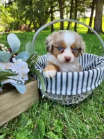 Lady, a female Australian Shepherd for sale in Darien Center, NY – Photo 2 of 3
