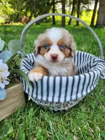 Lady, a female Australian Shepherd for sale in Darien Center, NY – Photo 3 of 3