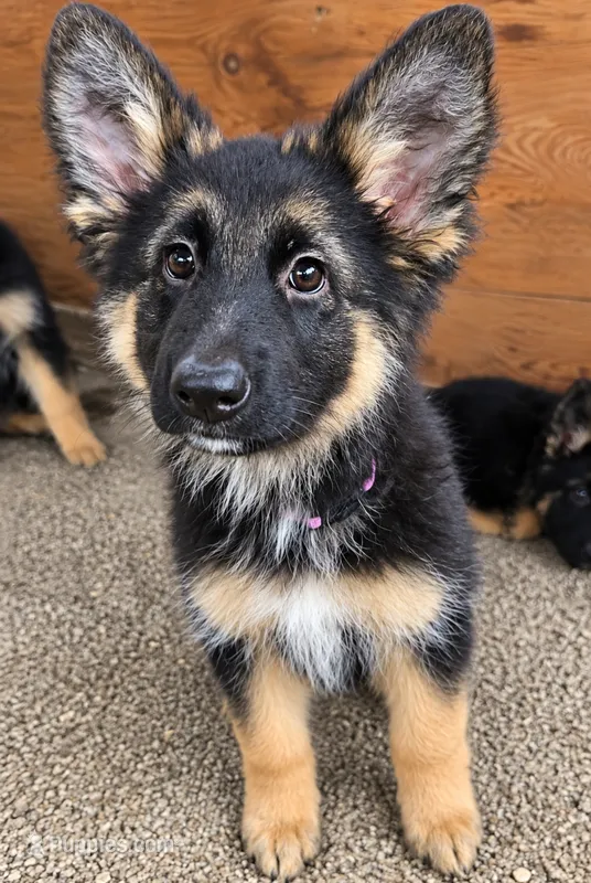 Roxanne – German Shepherd Dog puppy for sale in Bonney Lake, WA