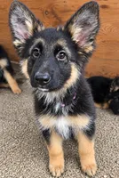 Roxanne, a female German Shepherd Dog for sale in Bonney Lake, WA – 1 of 1