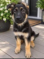 Rex , a male German Shepherd Dog for sale in Bonney Lake, WA – 1 of 1