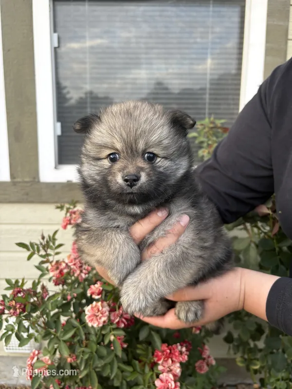 Honey – Pomeranian puppy for sale in Fruitland, ID
