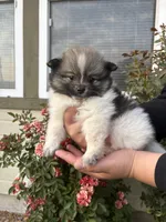 Oreo, a female Pomeranian for sale in Fruitland, ID – 3 of 3