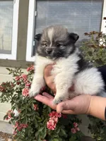 Oreo, a female Pomeranian for sale in Fruitland, ID – 1 of 3