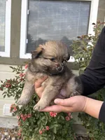 Cielo, a female Pomeranian for sale in Fruitland, ID – 2 of 3