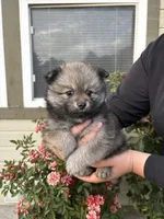 Honey, a female Pomeranian for sale in Fruitland, ID – 2 of 3