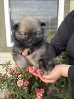 LaLa, a female Pomeranian for sale in Fruitland, ID – 3 of 3
