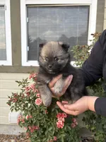LaLa, a female Pomeranian for sale in Fruitland, ID – 2 of 3