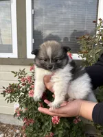 Oreo, a female Pomeranian for sale in Fruitland, ID – 2 of 3
