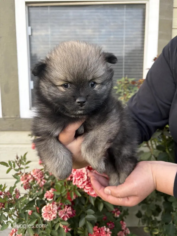 LaLa – Pomeranian puppy for sale in Fruitland, ID
