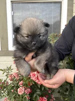 LaLa, a female Pomeranian for sale in Fruitland, ID – 1 of 3