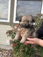 Cielo, a female Pomeranian for sale in Fruitland, ID – 1 of 3