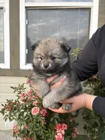 Honey, a female Pomeranian for sale in Fruitland, ID – 3 of 3
