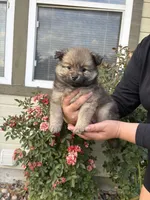 Cielo, a female Pomeranian for sale in Fruitland, ID – 3 of 3