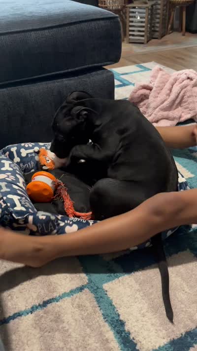 Nala, a female American Bully for sale in Hampton, VA – 3 of 6