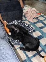 Nala, a female American Bully for sale in Hampton, VA – 4 of 6