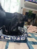 Nala, a female American Bully for sale in Hampton, VA – 2 of 6