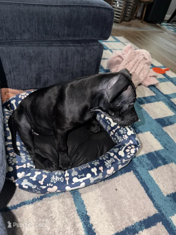 Nala – American Bully puppy for sale in Hampton, VA