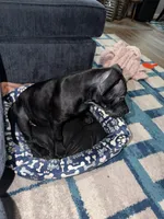 Nala, a female American Bully for sale in Hampton, VA – 1 of 6