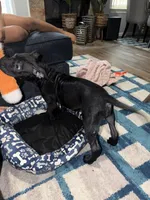 Nala, a female American Bully for sale in Hampton, VA – 5 of 6
