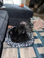 Nala, a female American Bully for sale in Hampton, VA – 6 of 6