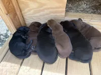 Maverick, a female Labrador Retriever for sale in Greensboro, NC – 5 of 7