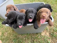 Maverick, a female Labrador Retriever for sale in Greensboro, NC – 3 of 7
