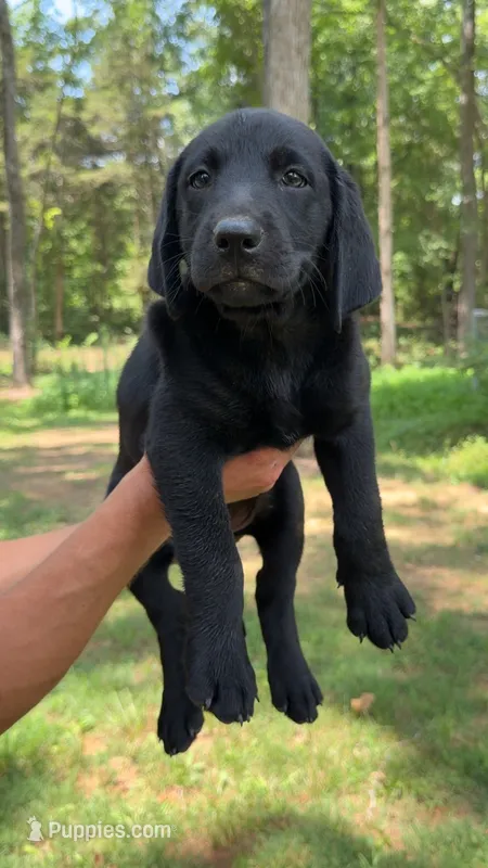 Maverick – Labrador Retriever puppy for sale in Greensboro, NC