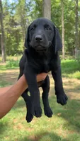 Maverick, a female Labrador Retriever for sale in Greensboro, NC – 1 of 7