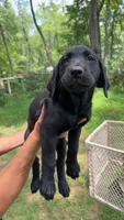 Maverick, a female Labrador Retriever for sale in Greensboro, NC – 2 of 7