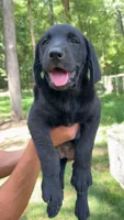Maverick, a female Labrador Retriever for sale in Greensboro, NC – 4 of 7