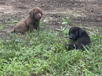Maverick, a female Labrador Retriever for sale in Greensboro, NC – 7 of 7