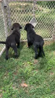 Maverick, a female Labrador Retriever for sale in Greensboro, NC – 6 of 7